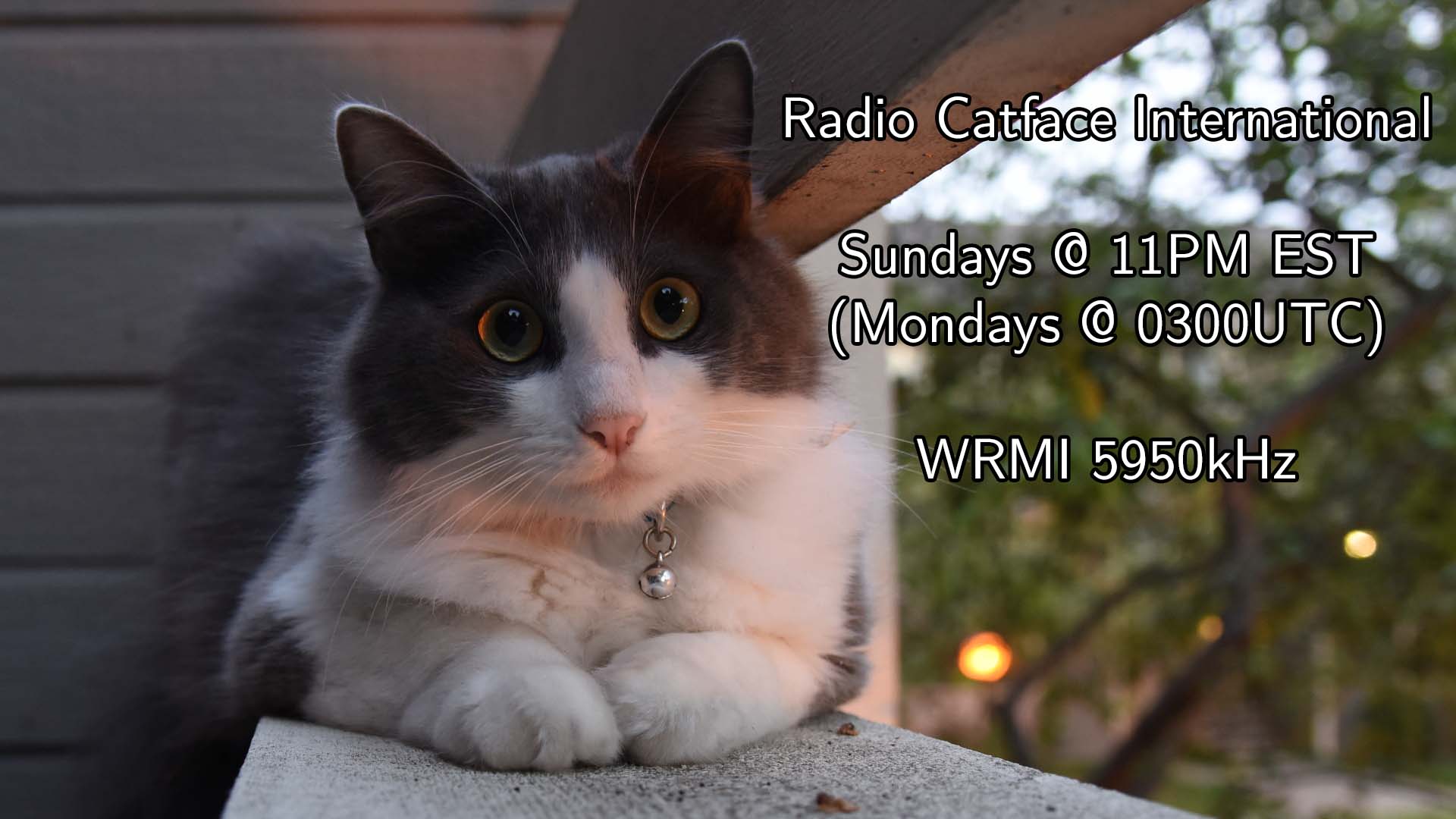 A grey and white cat is looking at the camera.  The text reads: Radio Catface International / Sundays @ 11PM EST / (Mondays @ 0300UTC) / WRMI 5950kHz